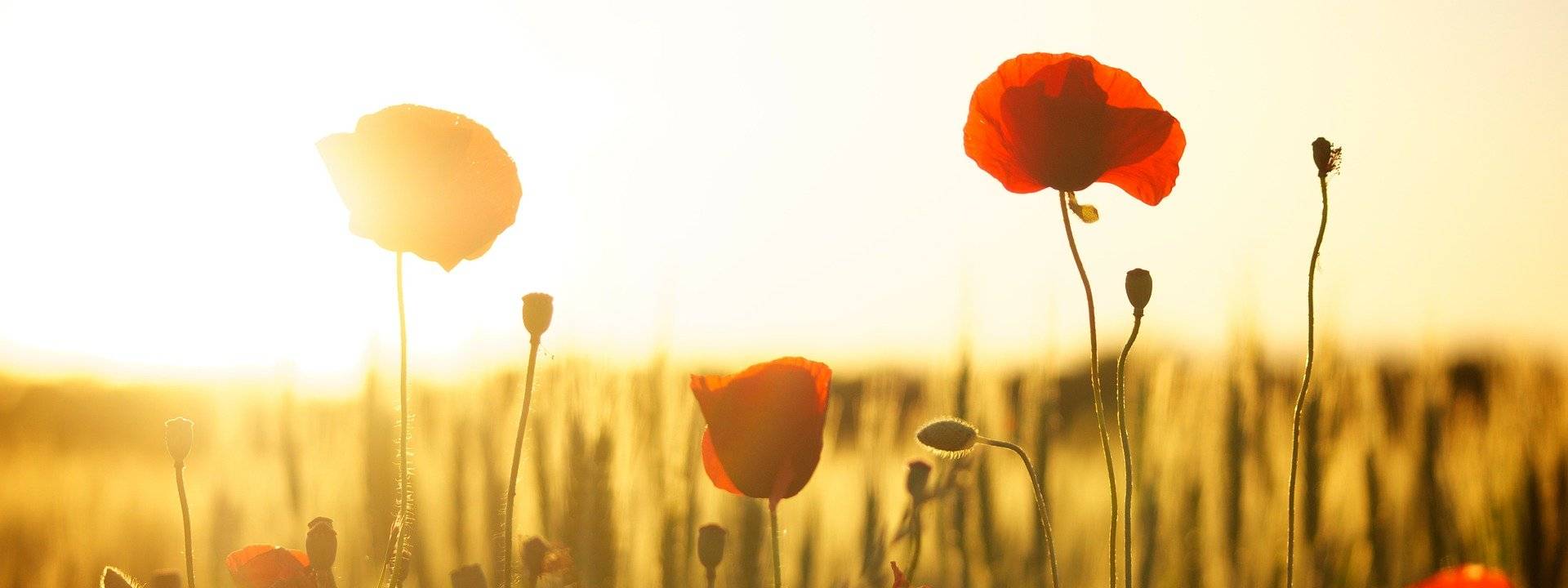 Poppy Field